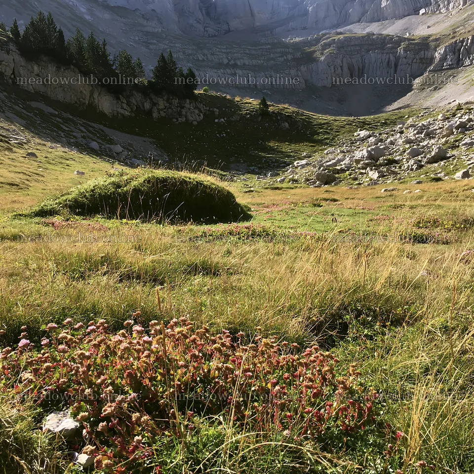 Climate-resilient meadow with flowers in mountainous area – meadow photos 7938x7938