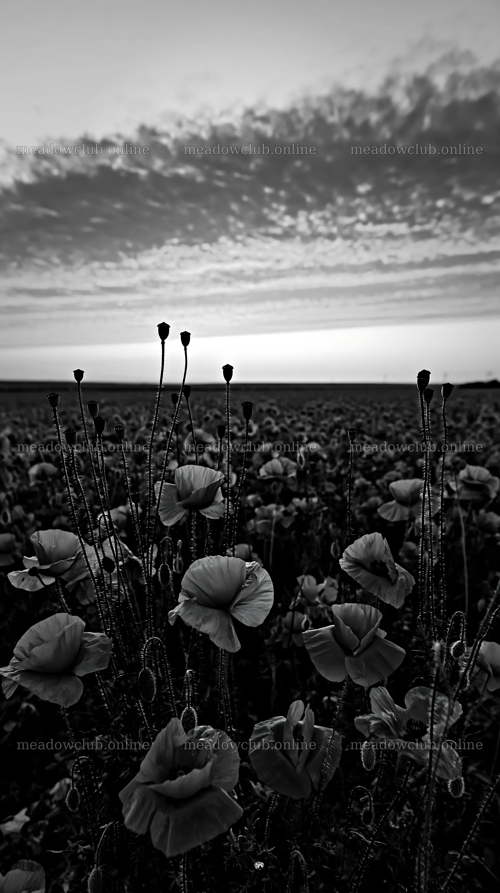 Colorful poppy meadow with sunset sky and vibrant blooms – meadow photos 5938x10608