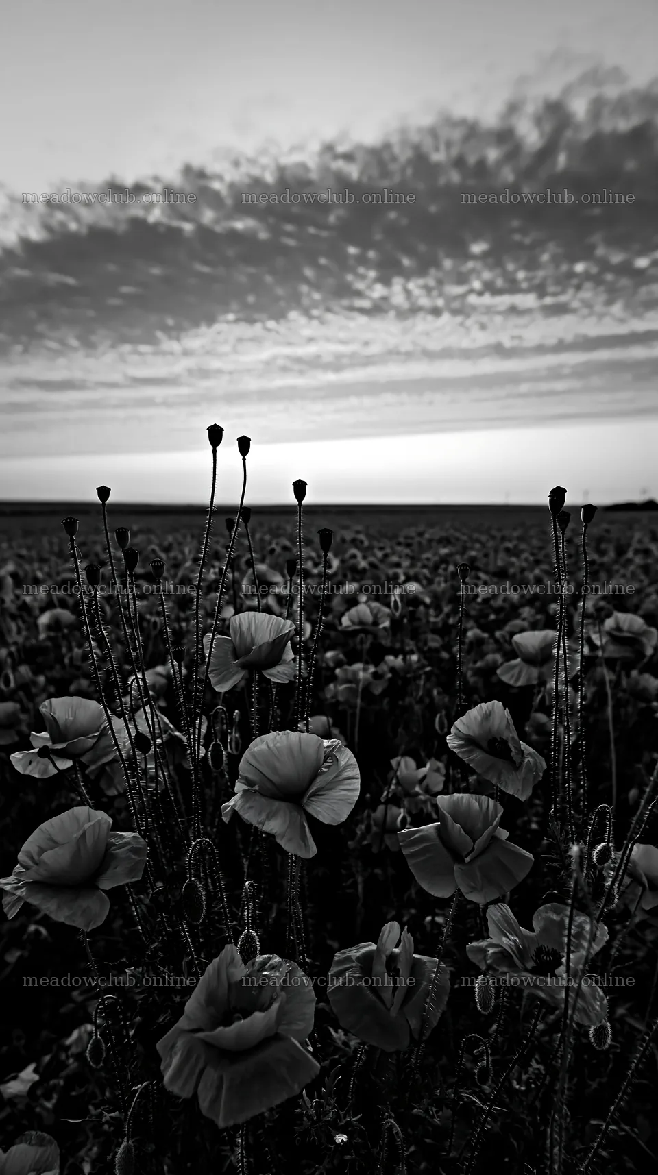 Colorful poppy meadow with sunset sky and vibrant blooms – meadow photos 5938x10608