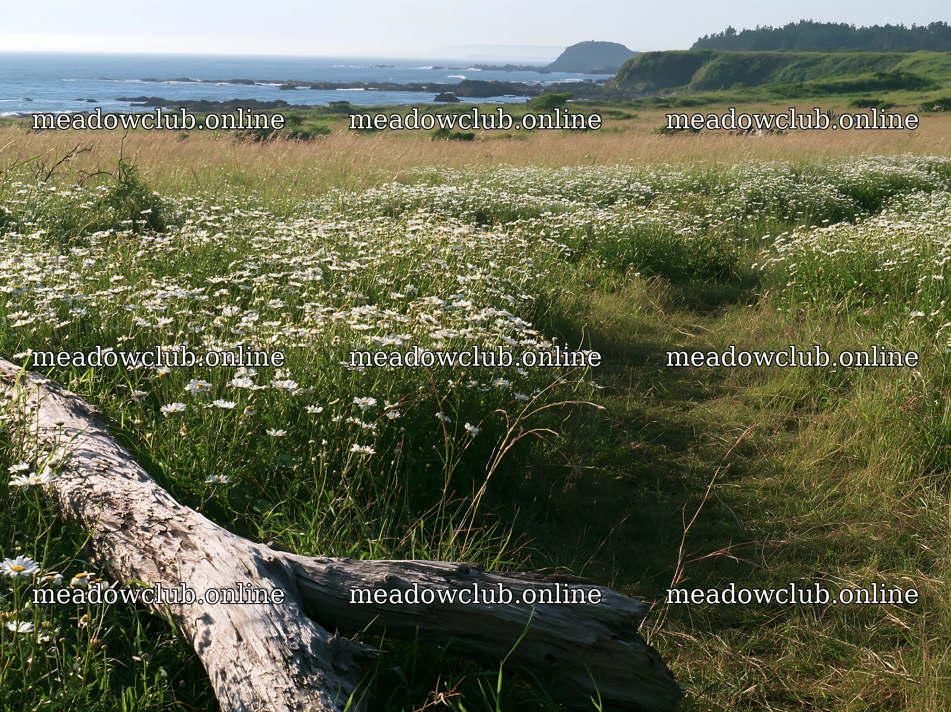 Chiba coastal climate meadow with driftwood in foreground – meadow photos 9174x6866