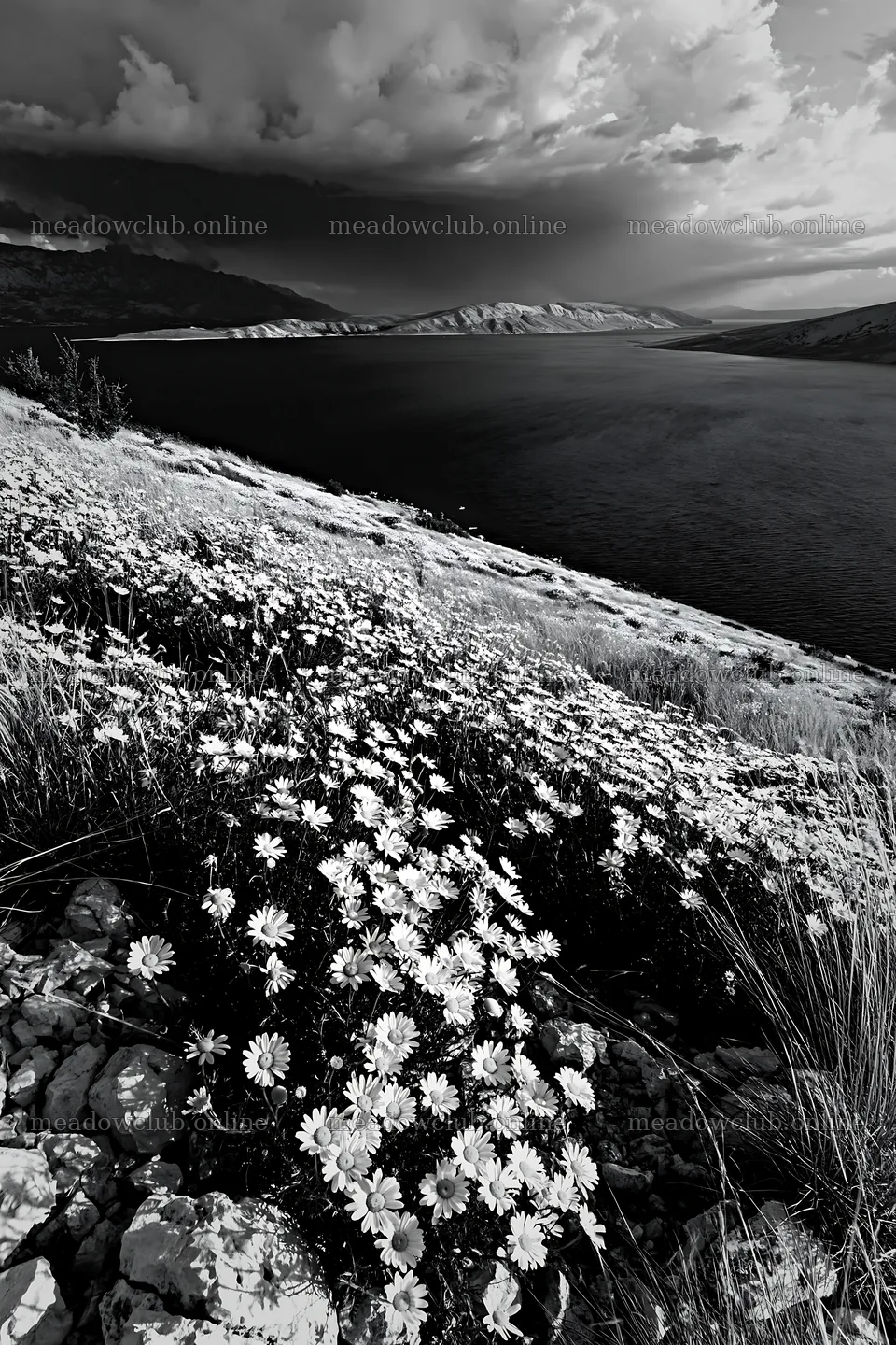 Croatian meadow above Adriatic coast with flowers and sea view – meadow photos 6480x9722