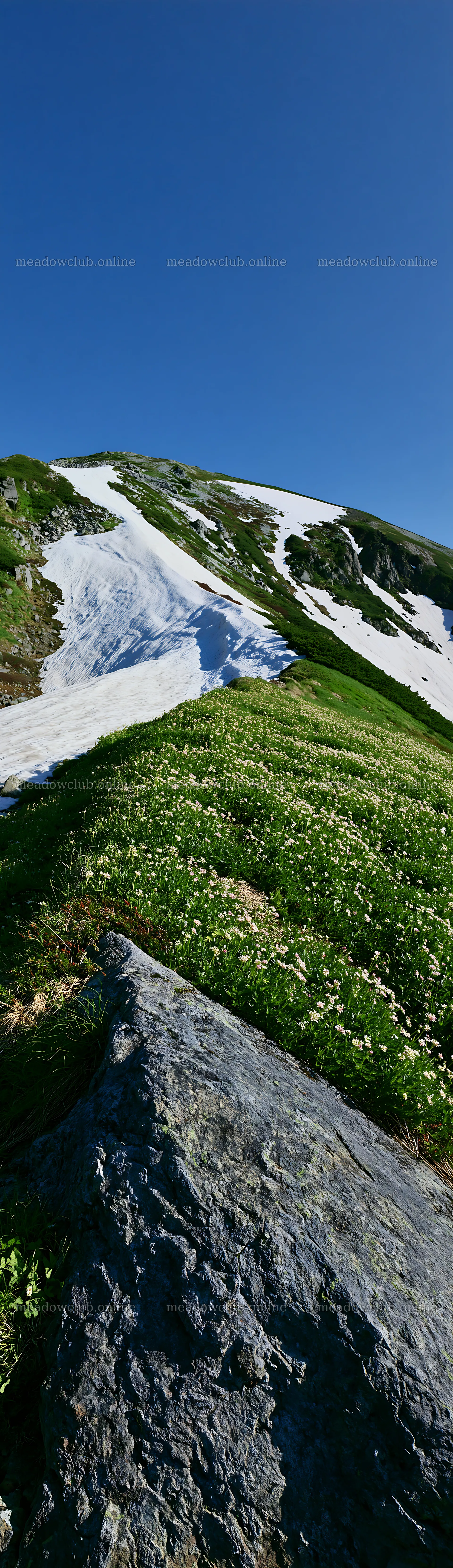 Toyama alpine meadow snowmelt rock foreground in bright daylight – meadow photos 4268x14762