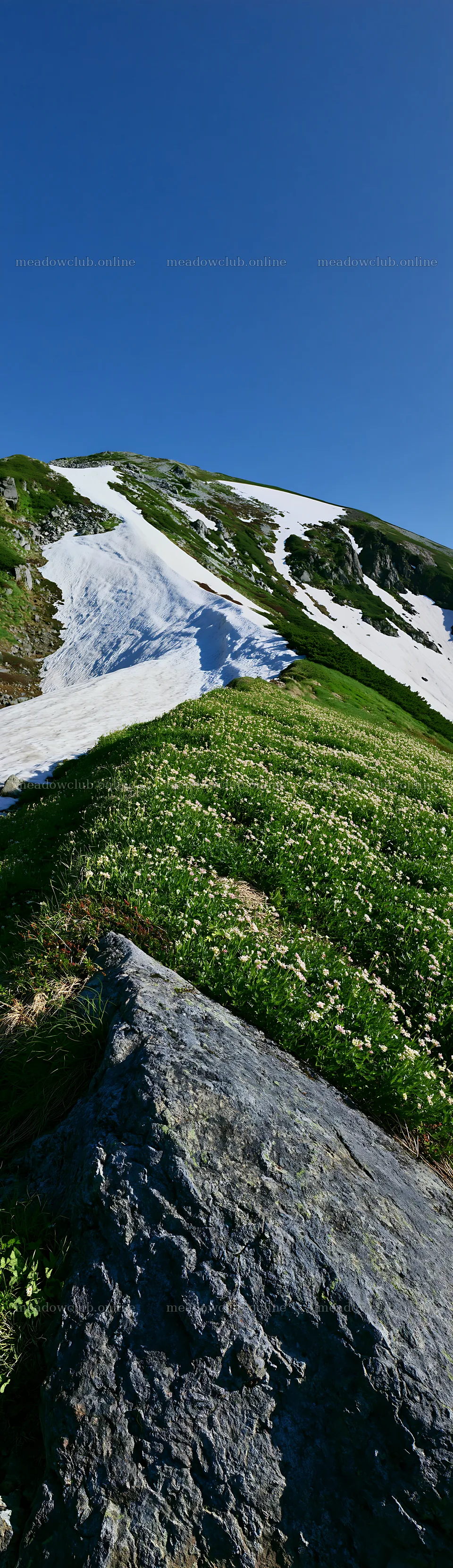 Toyama alpine meadow snowmelt rock foreground in bright daylight – meadow photos 4268x14762