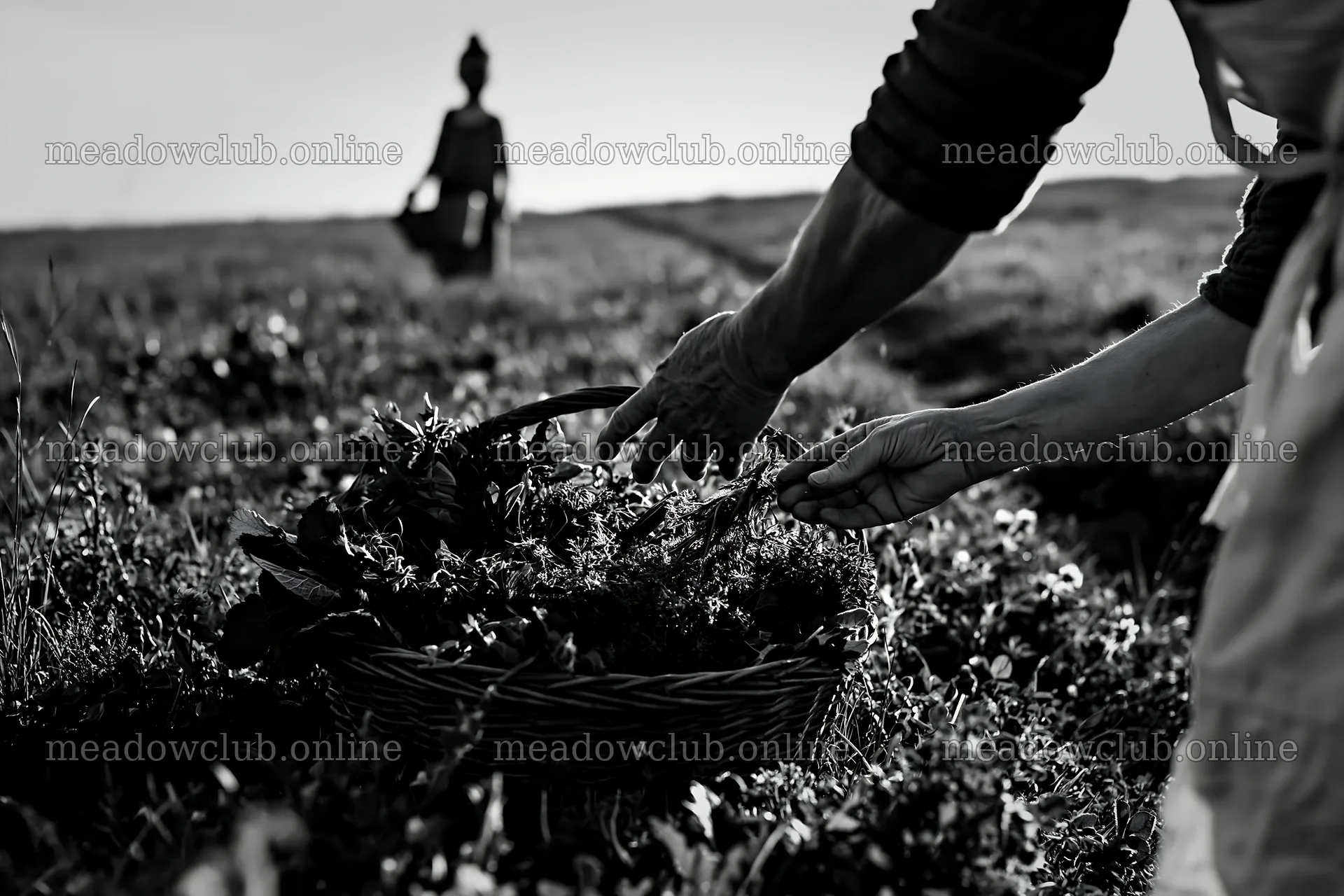 Hands reaching for flowers in a basket during a twilight gathering – meadow photos 9722x6480