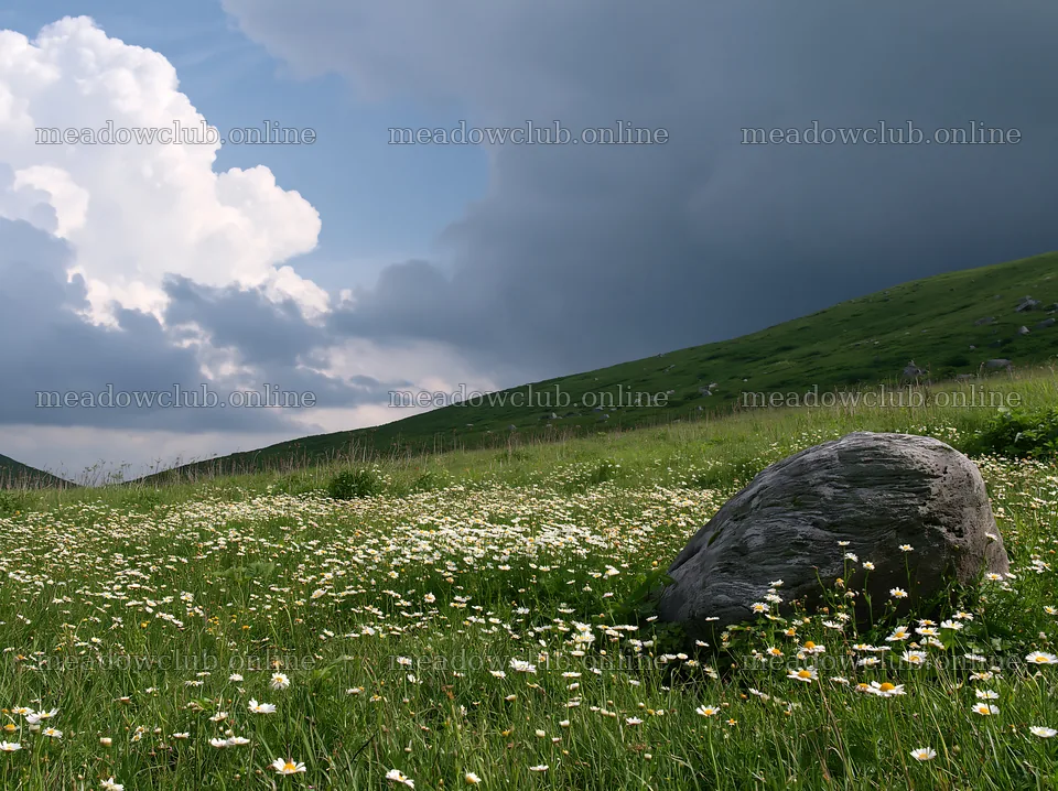 Aomori climate resilient meadow with boulder is lush and green – meadow photos 9174x6866