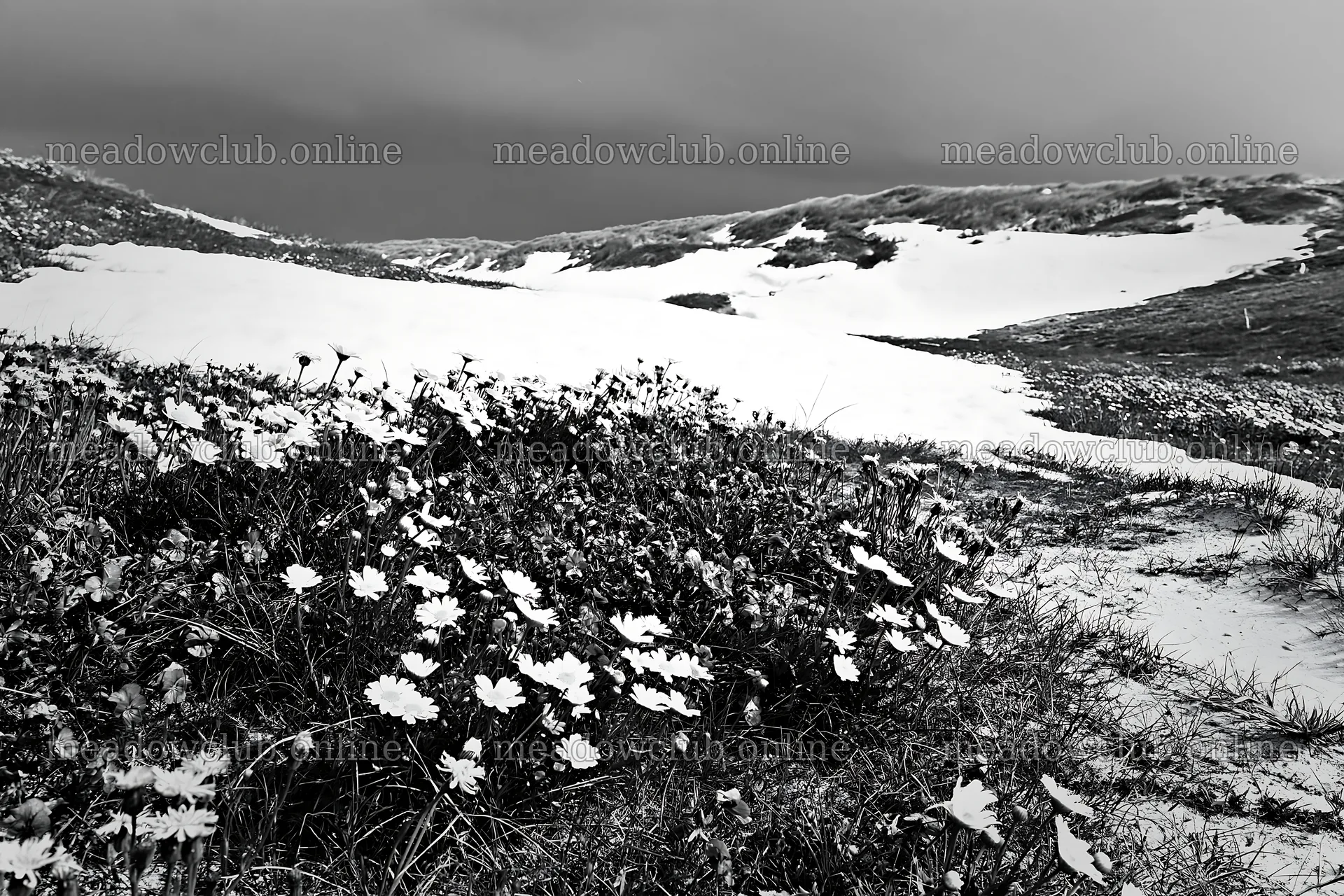Dune meadow with snow and wildflowers during winter – meadow photos 9722x6480