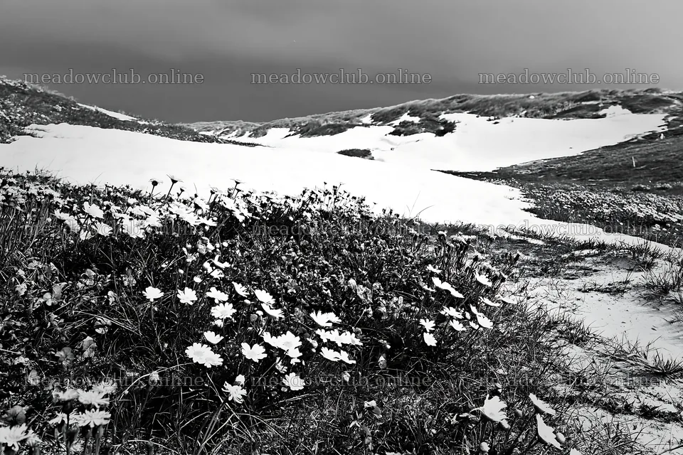 Dune meadow with snow and wildflowers during winter – meadow photos 9722x6480