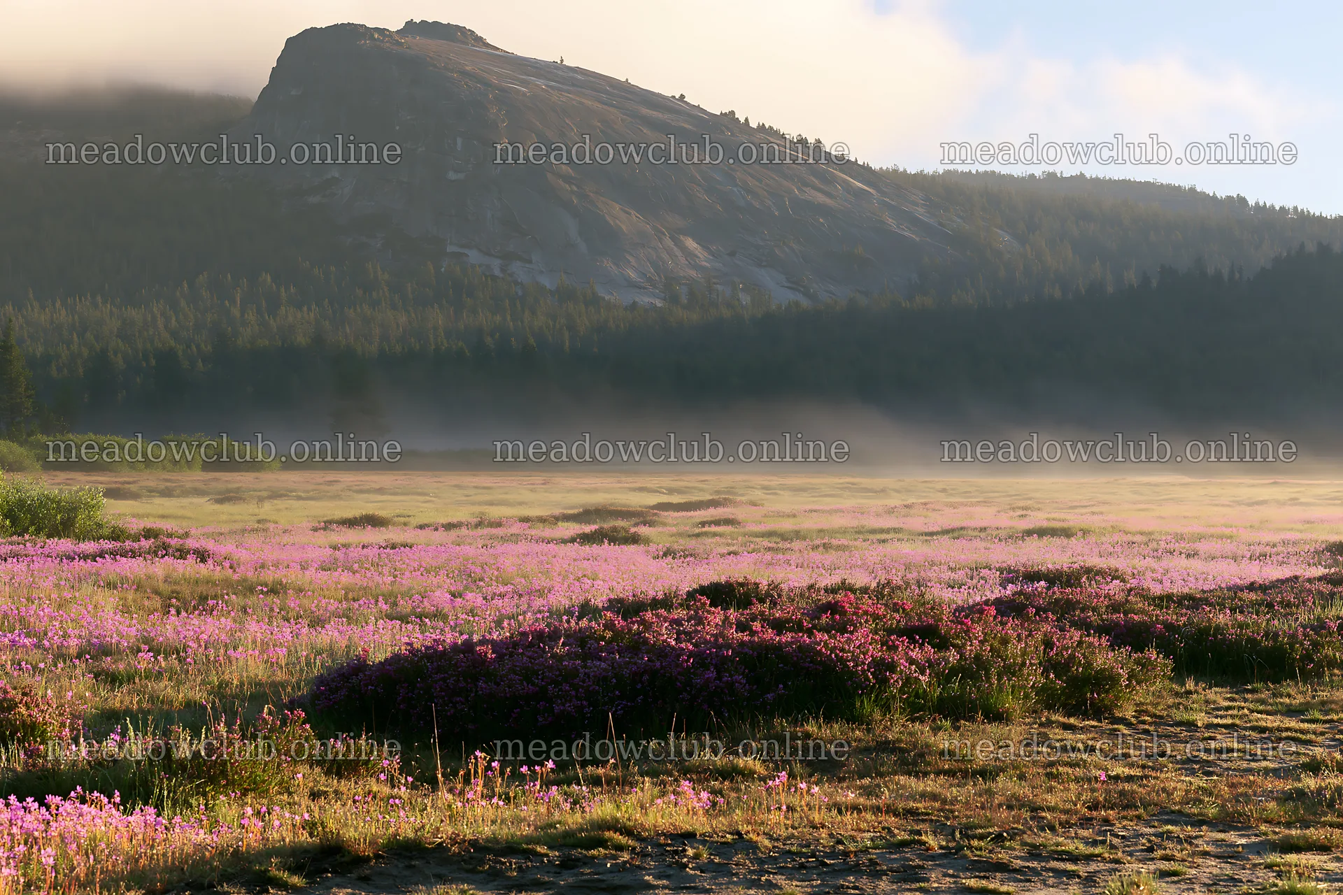 Rainwashed meadow with flowers and mountain in background – meadow photos 9722x6480