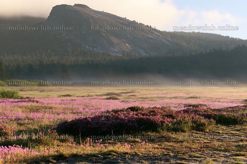 Rainwashed meadow with flowers and mountain in background – meadow photos 9722x6480
