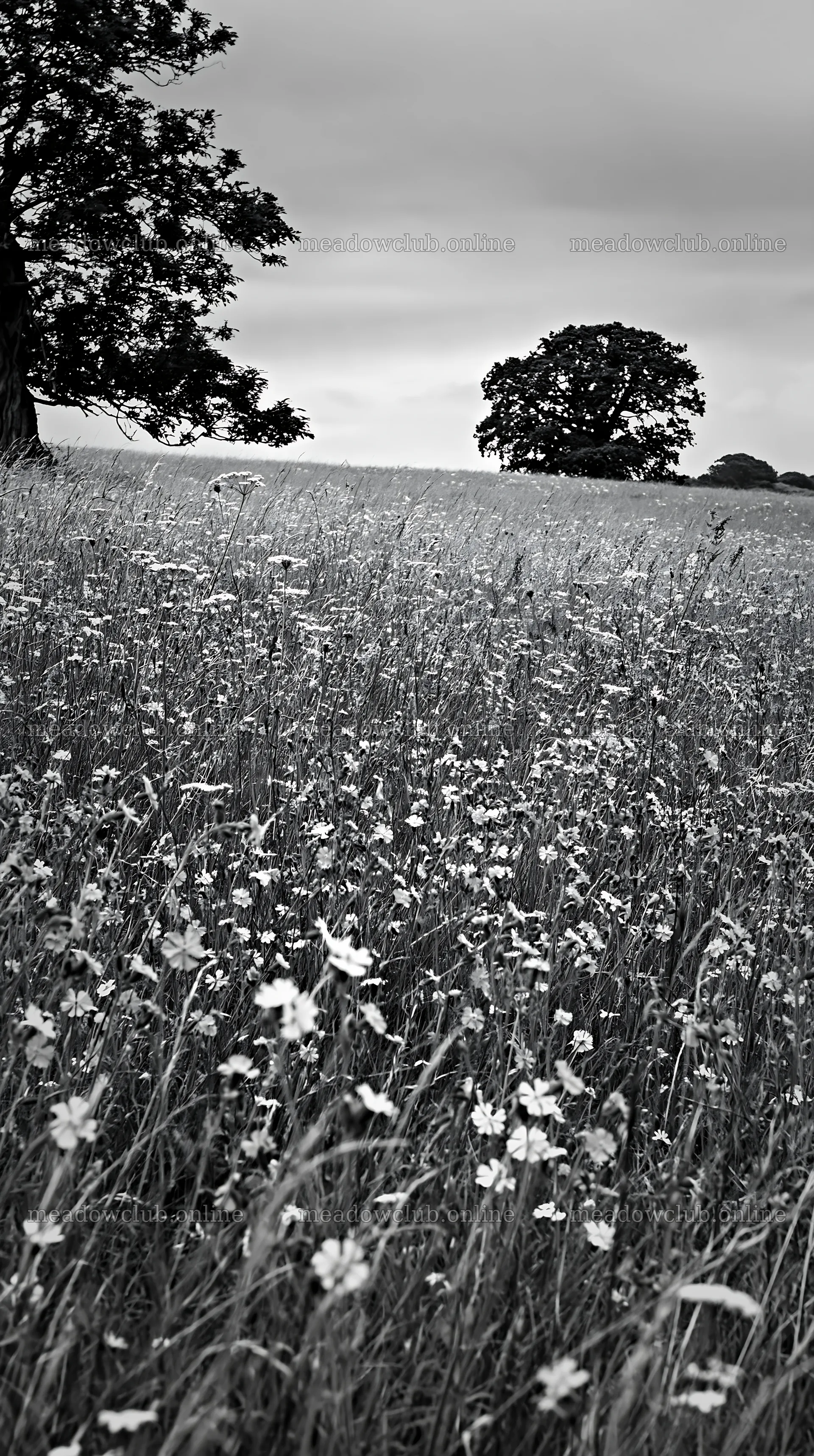 Cloudy dry flower meadow with trees in the background – meadow photos 5938x10608
