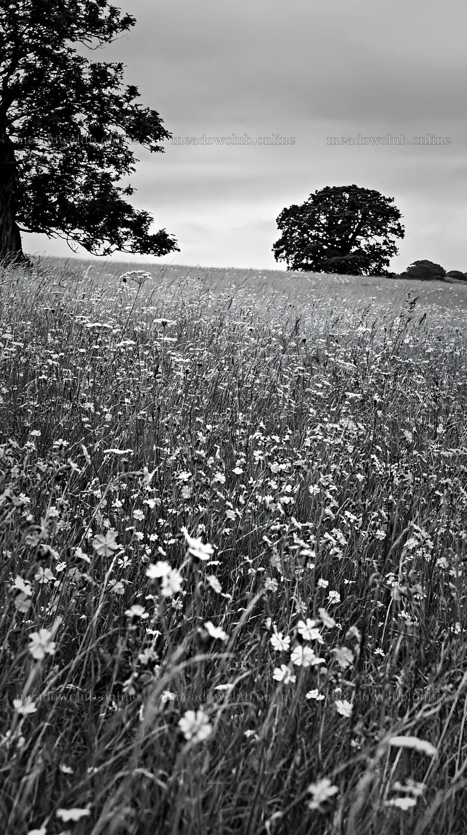 Cloudy dry flower meadow with trees in the background – meadow photos 5938x10608