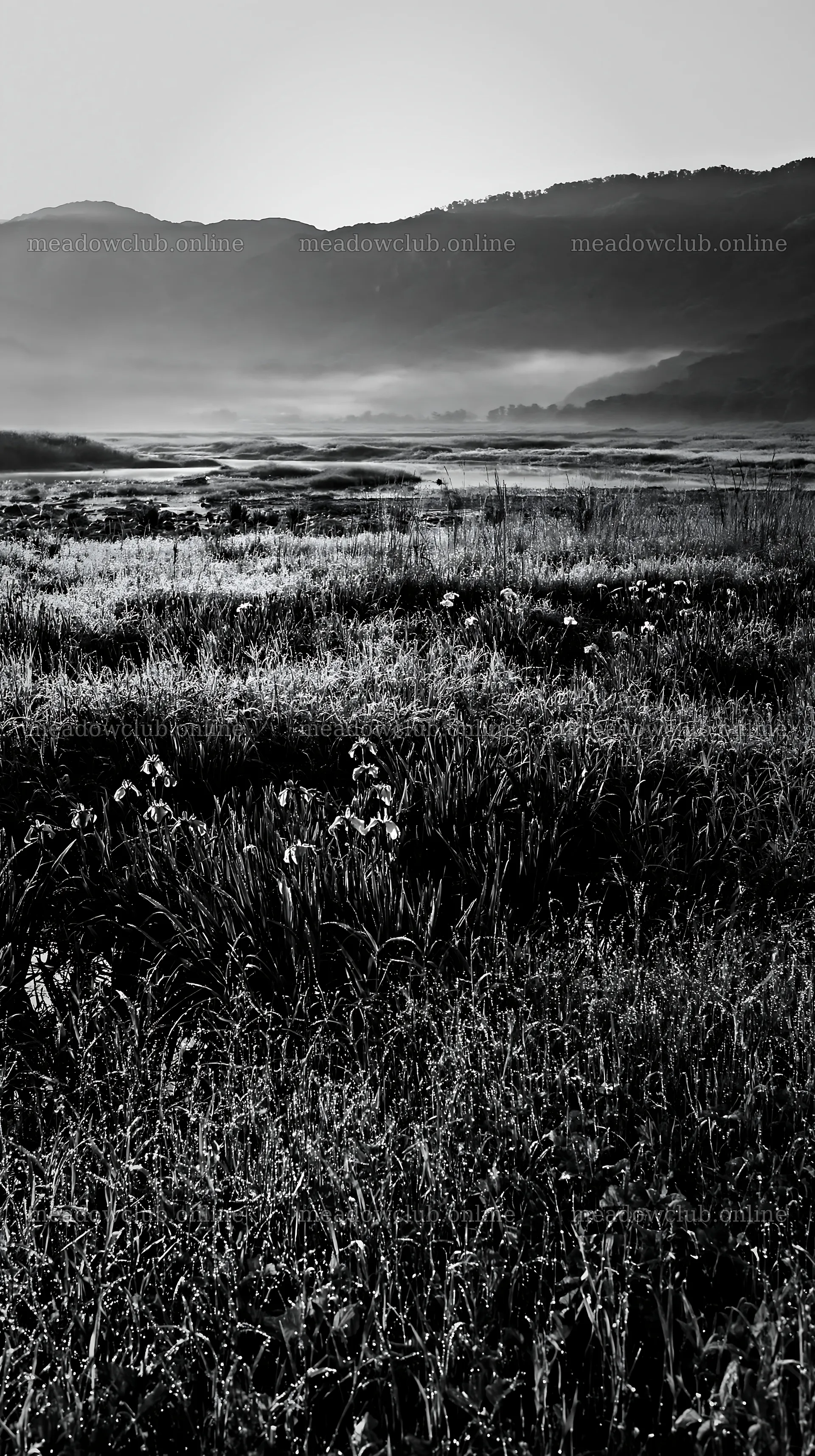 Niigata floodplain restoration meadow dew foreground – meadow photos 5938x10608