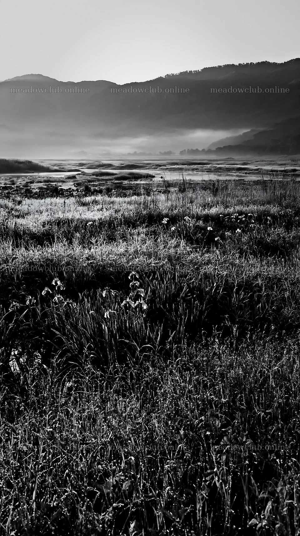 Niigata floodplain restoration meadow dew foreground – meadow photos 5938x10608
