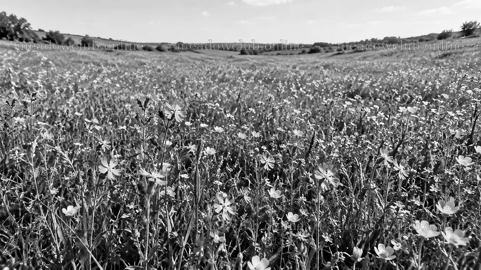 Black and White Wildflower Meadow Landscape – meadow photos 10324x5812