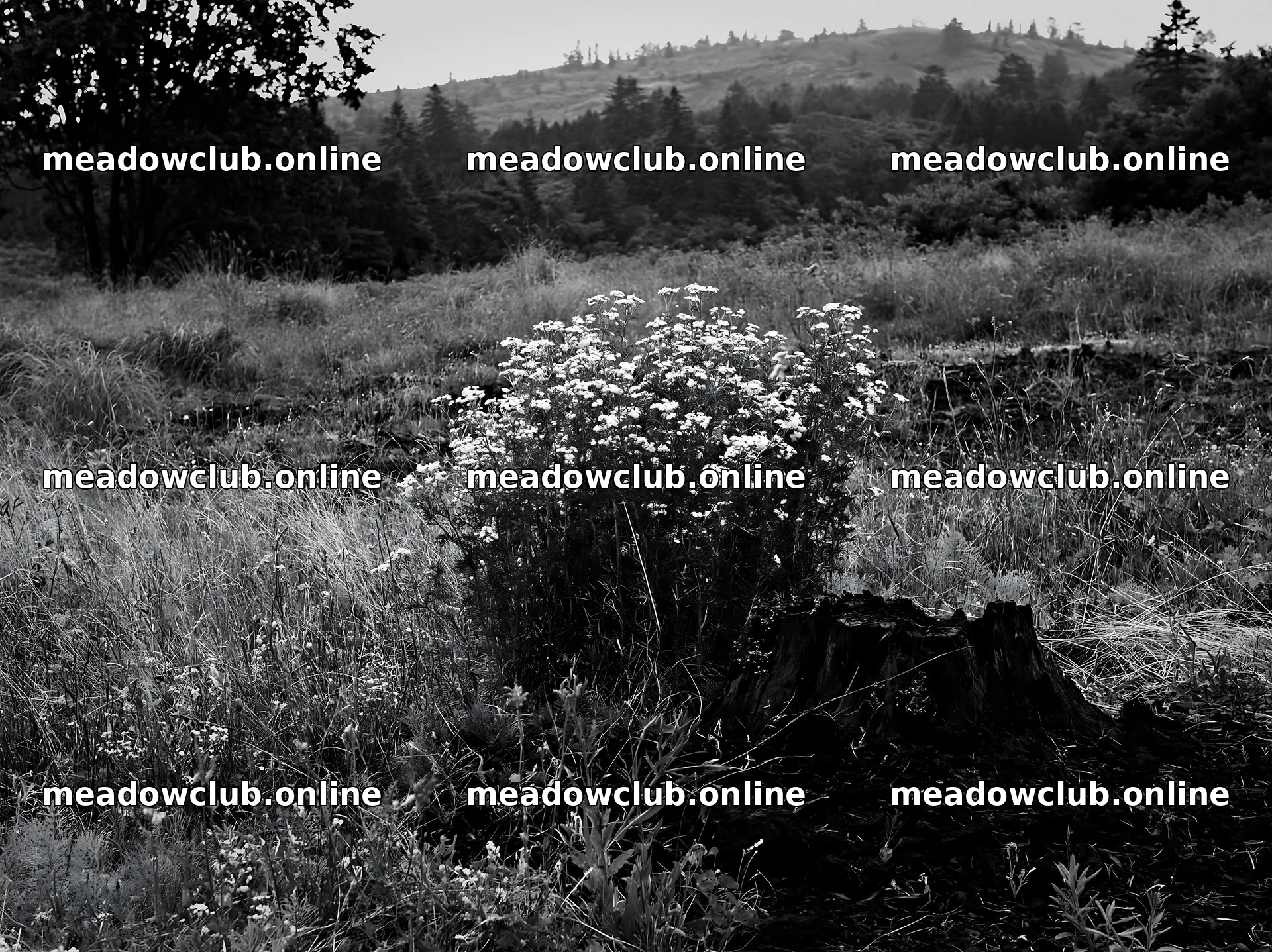 Fukushima native meadow with weathered stump – meadow photos 9174x6866