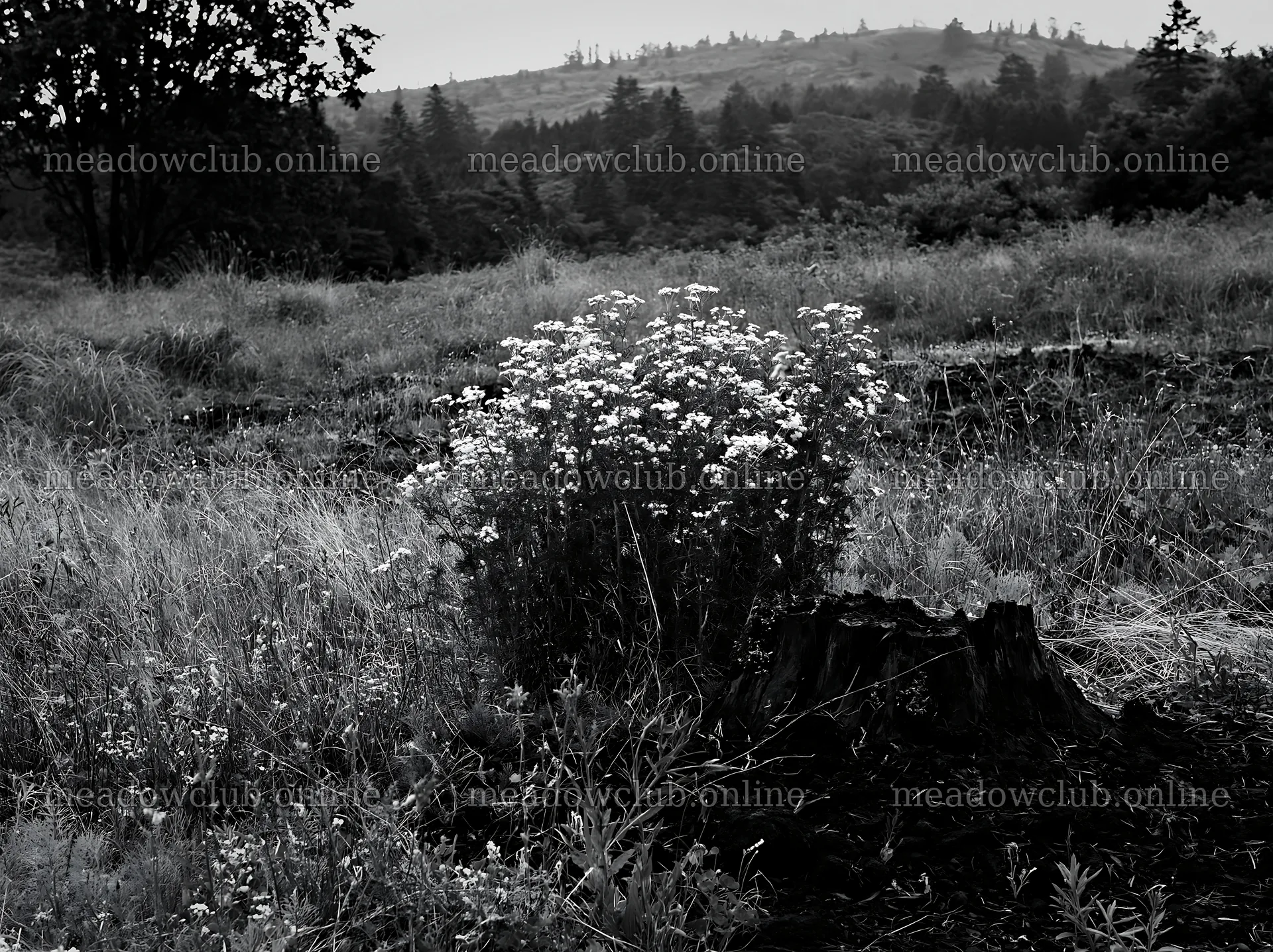 Fukushima native meadow with weathered stump – meadow photos 9174x6866