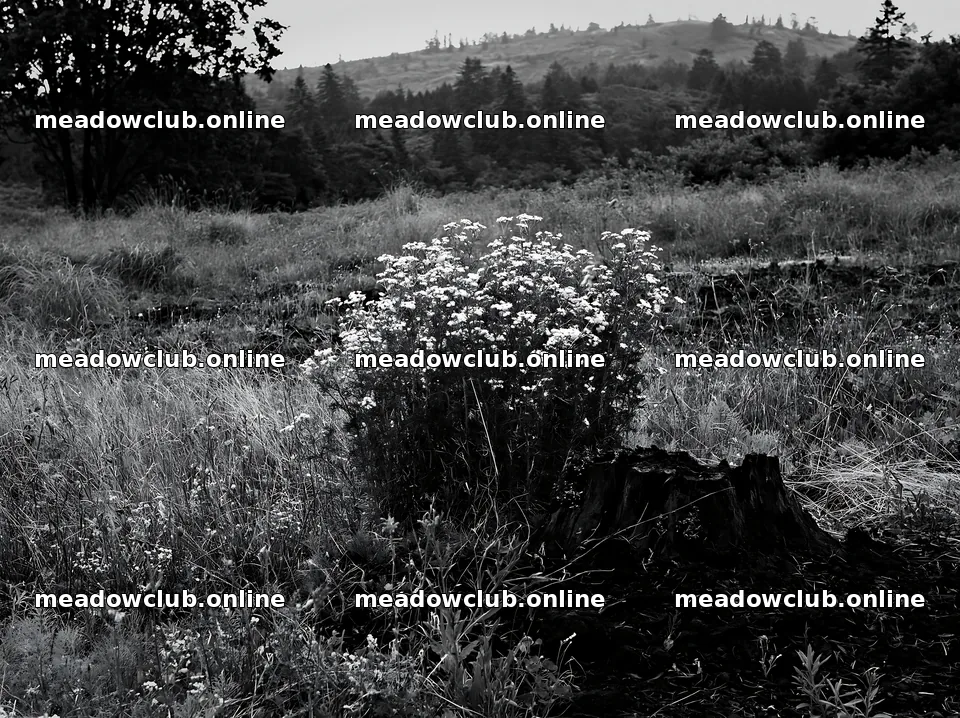 Fukushima native meadow with weathered stump – meadow photos 9174x6866