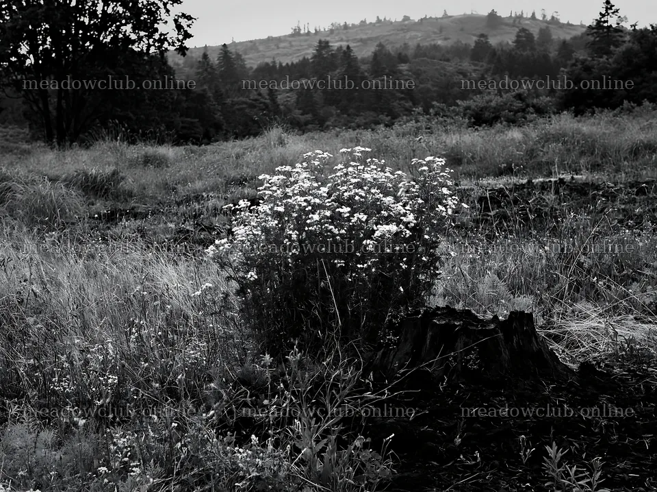 Fukushima native meadow with weathered stump – meadow photos 9174x6866