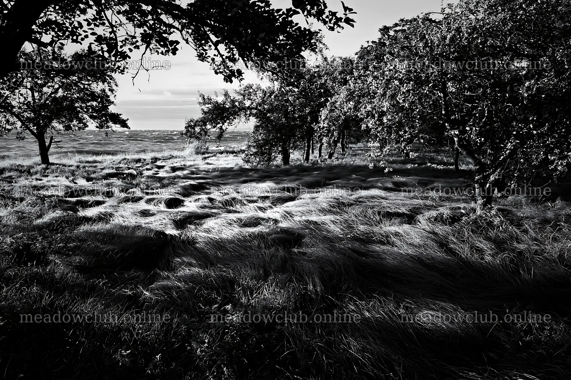 Seaside orchard meadow with trees and grassland at sunset – meadow photos 9722x6480
