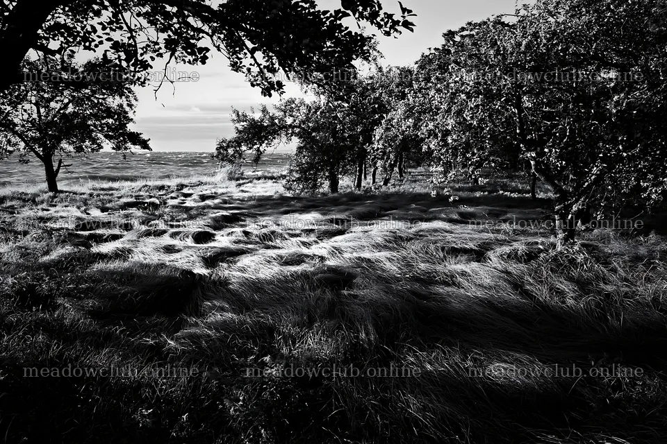 Seaside orchard meadow with trees and grassland at sunset – meadow photos 9722x6480