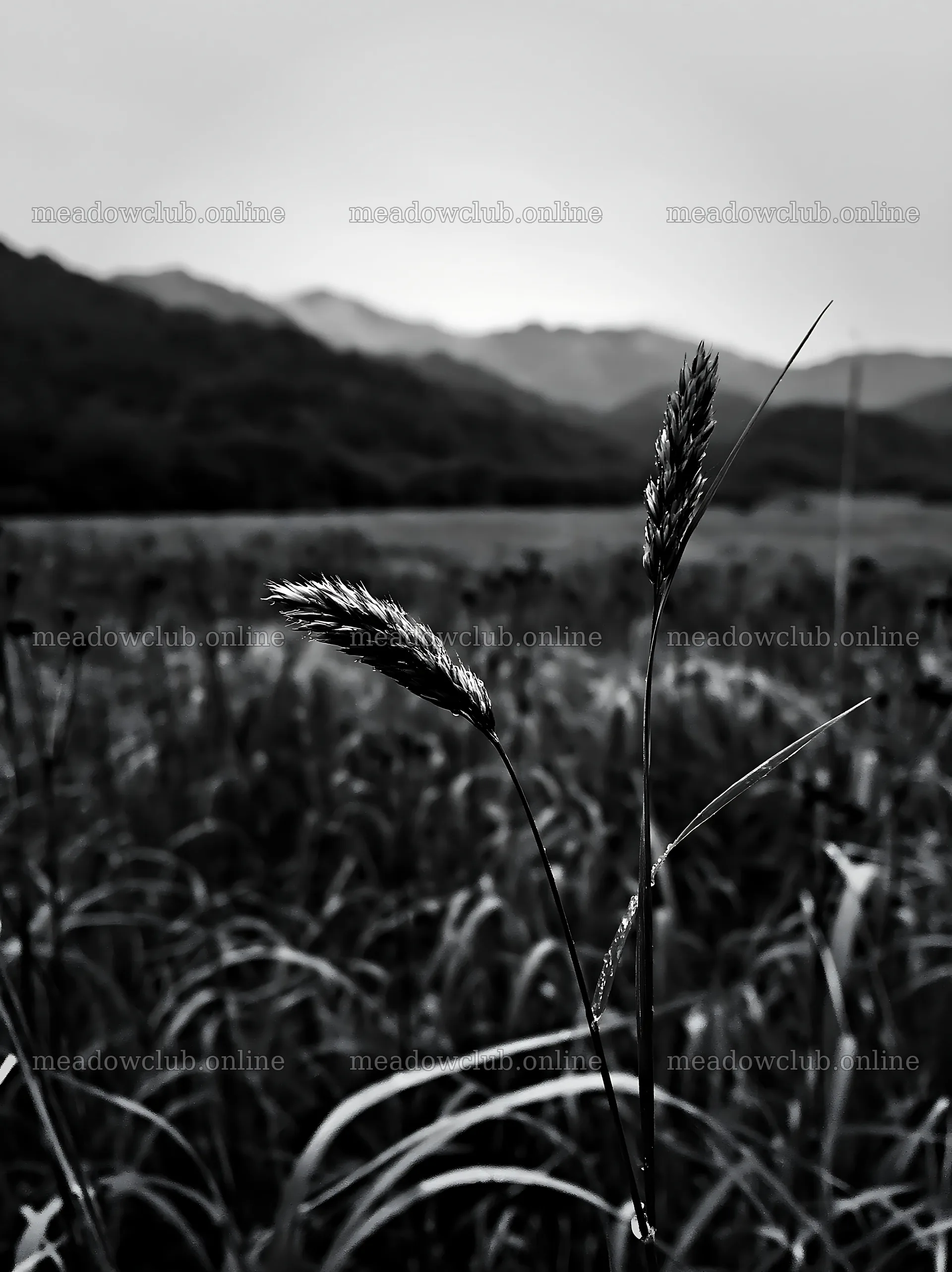 Iwate rain refreshed meadow seedhead foreground – meadow photos 6866x9174