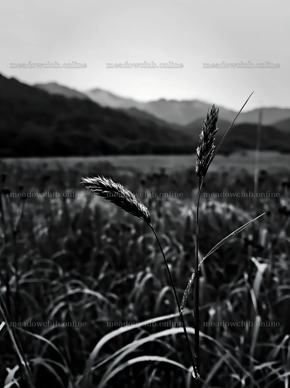 Iwate rain refreshed meadow seedhead foreground – meadow photos 6866x9174