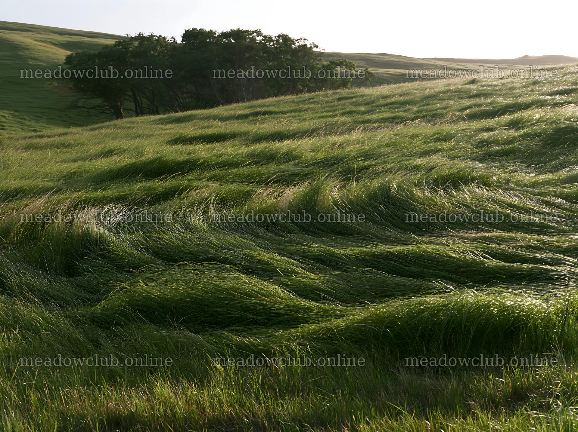 Tall grass meadow with gentle wind in rural landscape – meadow photos 9174x6866