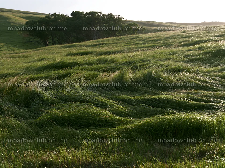 Tall grass meadow with gentle wind in rural landscape – meadow photos 9174x6866