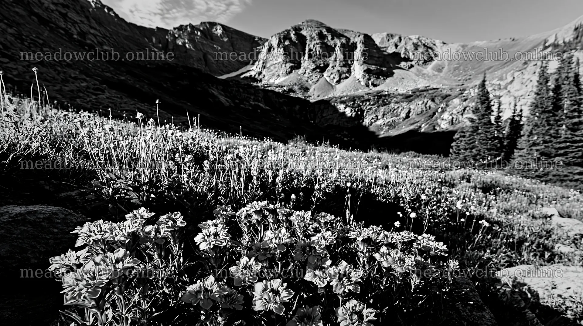 Mountain flower meadow with water falls in black and white – meadow photos 10608x5938
