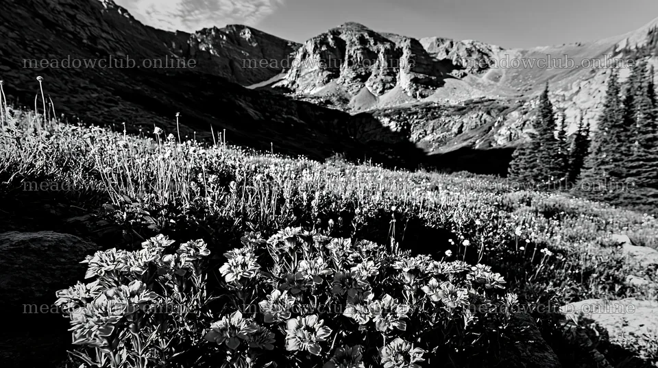 Mountain flower meadow with water falls in black and white – meadow photos 10608x5938