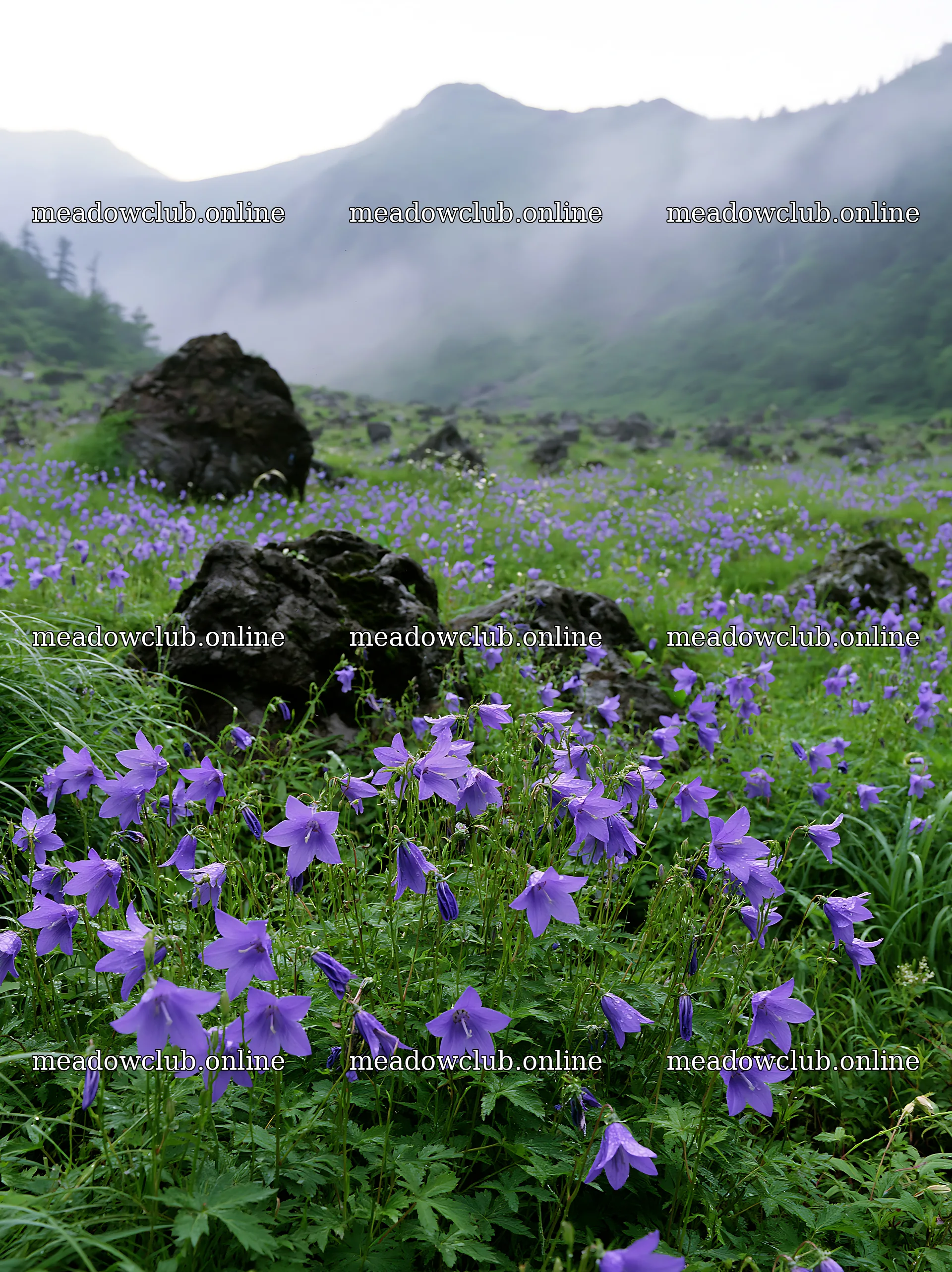 Kanagawa heat resilient meadow volcanic stones surrounded by flowers – meadow photos 6866x9174