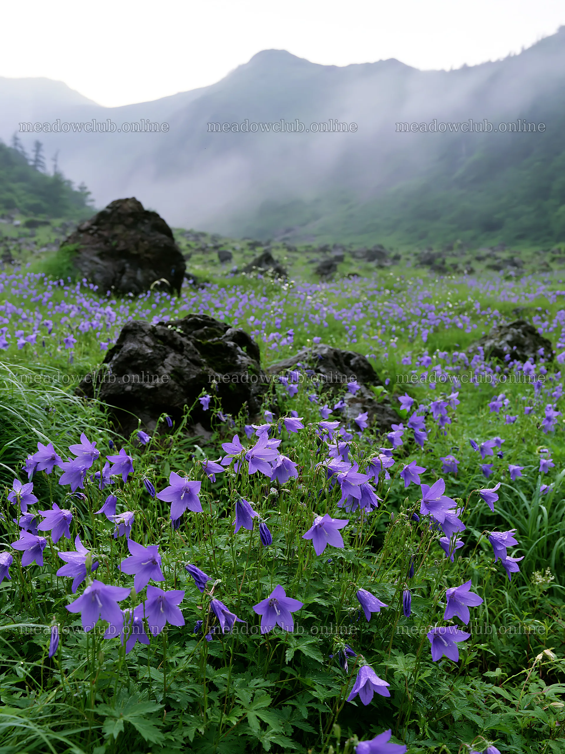 Kanagawa heat resilient meadow volcanic stones surrounded by flowers – meadow photos 6866x9174