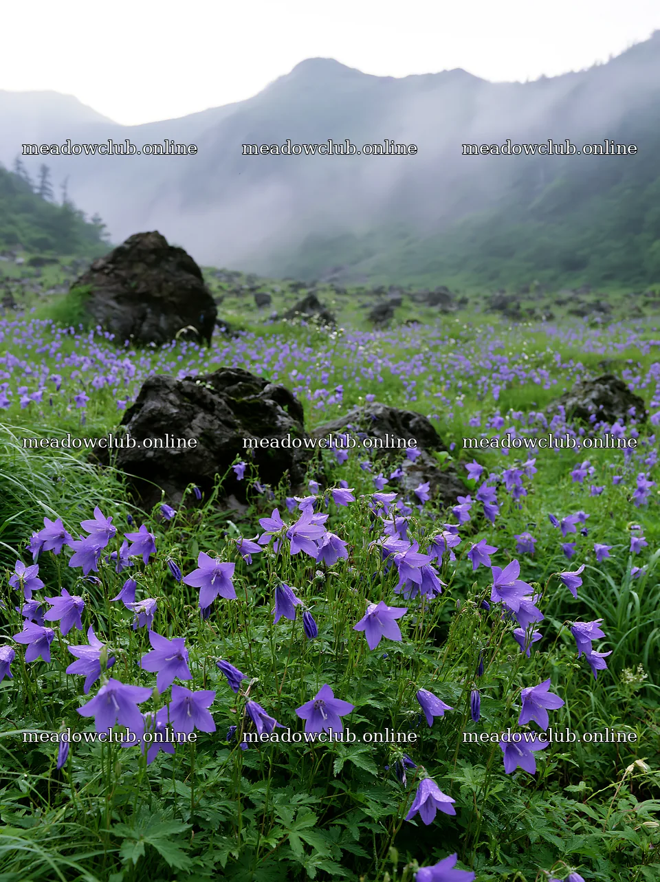 Kanagawa heat resilient meadow volcanic stones surrounded by flowers – meadow photos 6866x9174