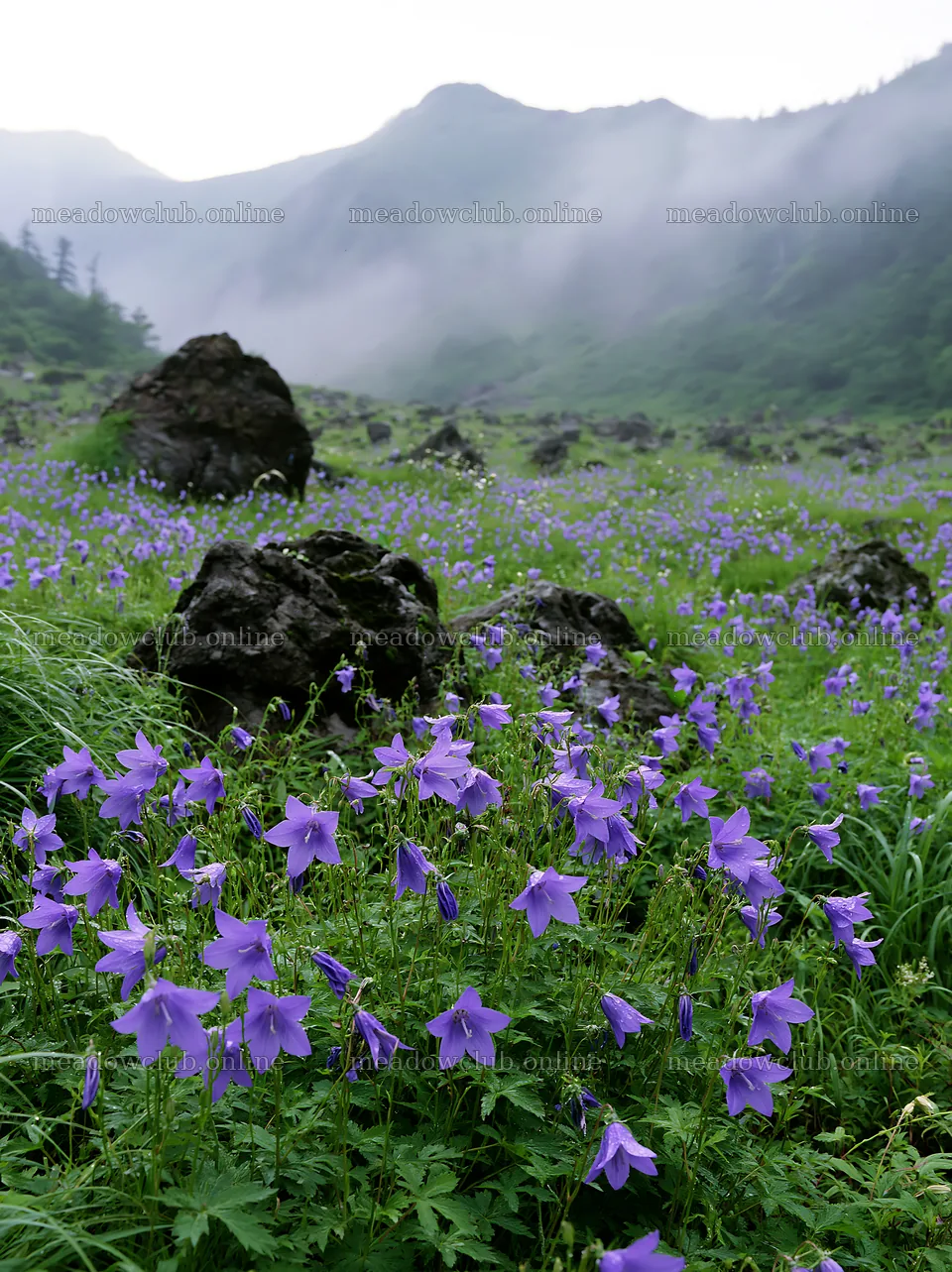 Kanagawa heat resilient meadow volcanic stones surrounded by flowers – meadow photos 6866x9174