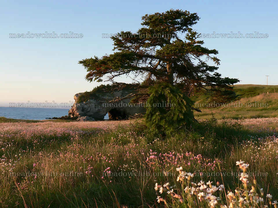 Christmas tree in meadow near cave by the ocean – meadow photos 9174x6866