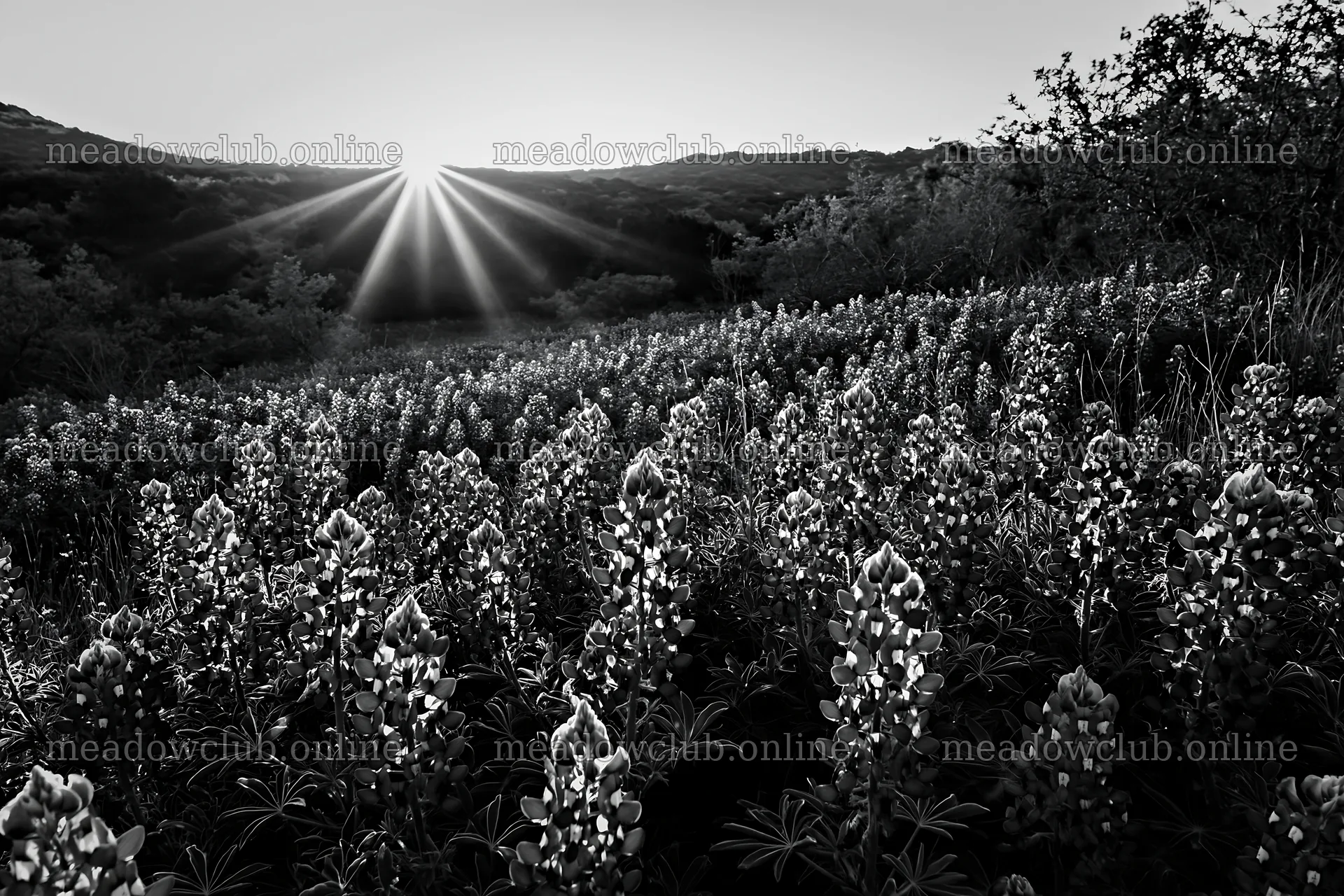 Bluebonnet meadow at sunrise in black and white – meadow photos 9722x6480