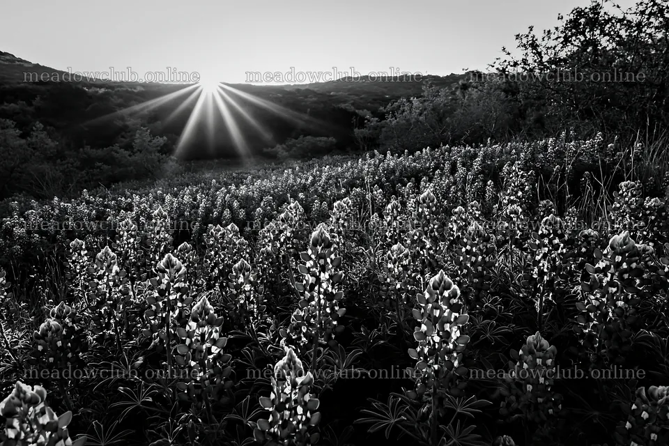 Bluebonnet meadow at sunrise in black and white – meadow photos 9722x6480