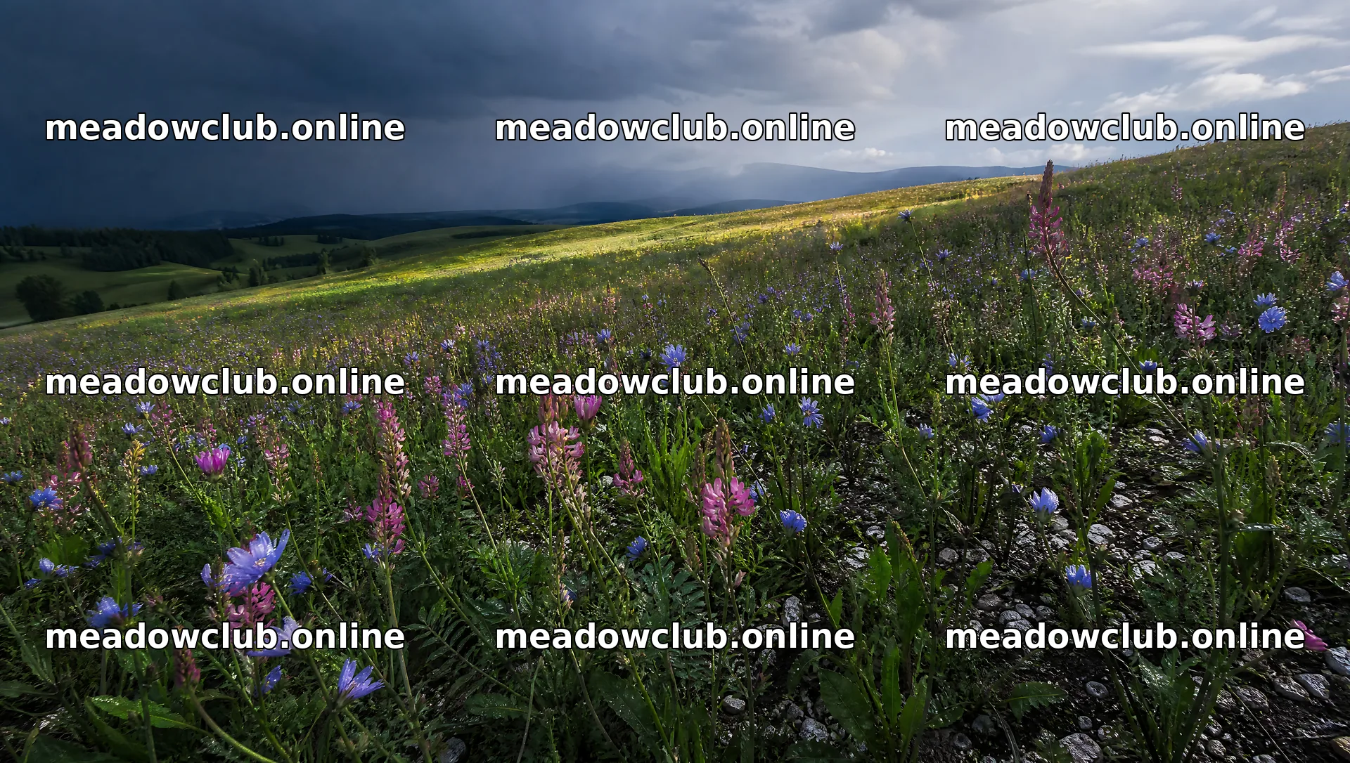 Sainfoin chicory meadow with colorful wildflowers and clouds – meadow photos 10556x5968
