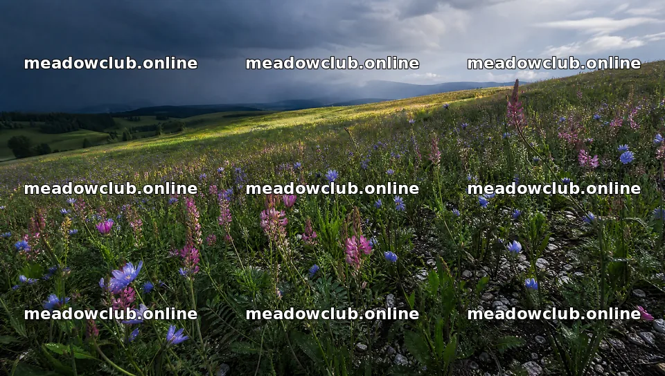 Sainfoin chicory meadow with colorful wildflowers and clouds – meadow photos 10556x5968