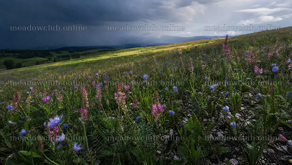 Sainfoin chicory meadow with colorful wildflowers and clouds – meadow photos 10556x5968