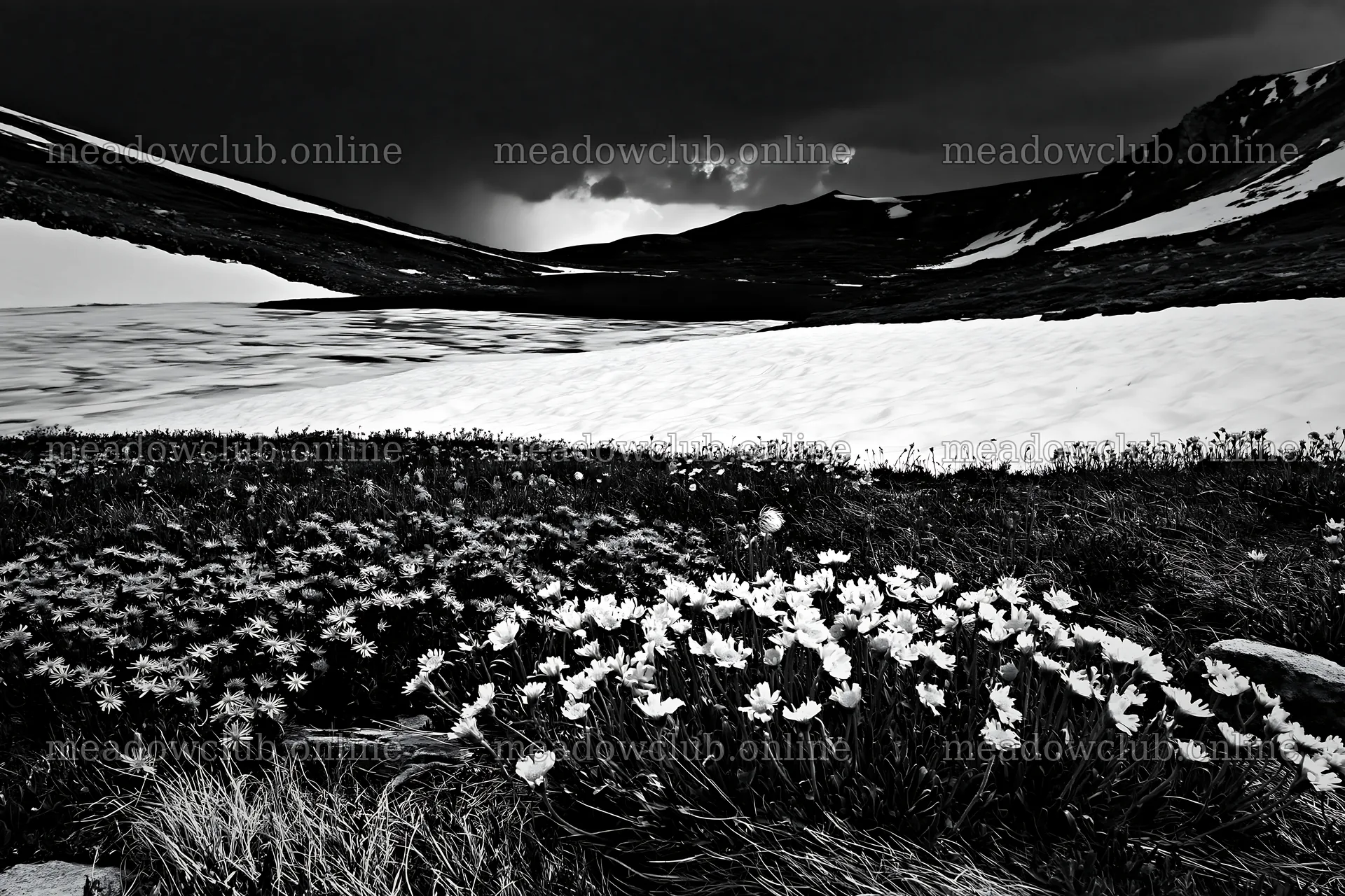 Frozen tarn meadow with flowers and snow in black and white – meadow photos 9722x6480
