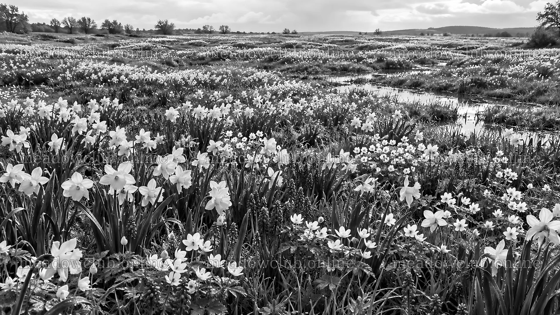 Black and White Spring Bulb Meadow – meadow photos 10324x5812