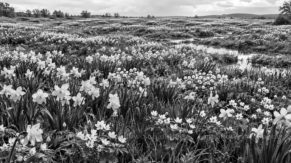 Black and White Spring Bulb Meadow – meadow photos 10324x5812
