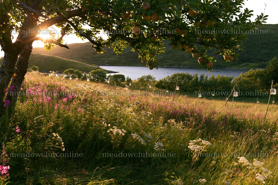 Christmas tree meadow with apples and lanterns in Lofoten – meadow photos 9722x6480