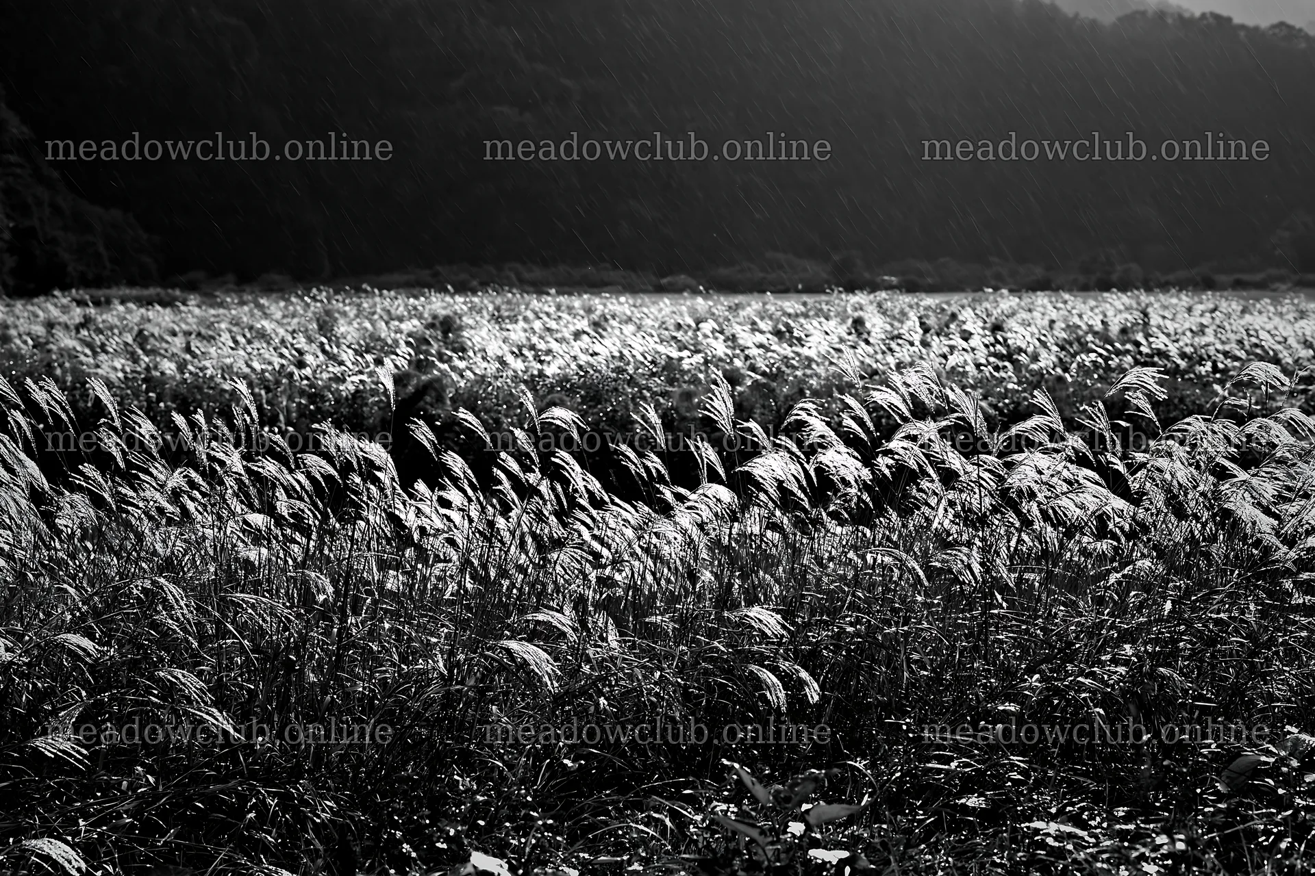 Iwate meadow with rain and seedheads in foreground – meadow photos 9722x6480