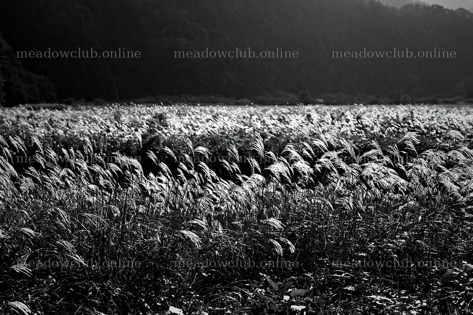 Iwate meadow with rain and seedheads in foreground – meadow photos 9722x6480