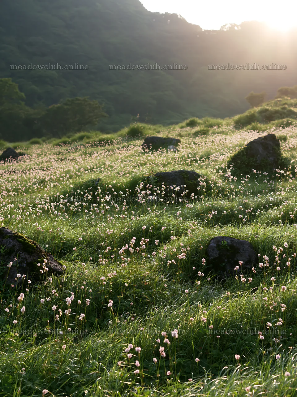 Oita highland meadow with granite stones in sunset light – meadow photos 6866x9174