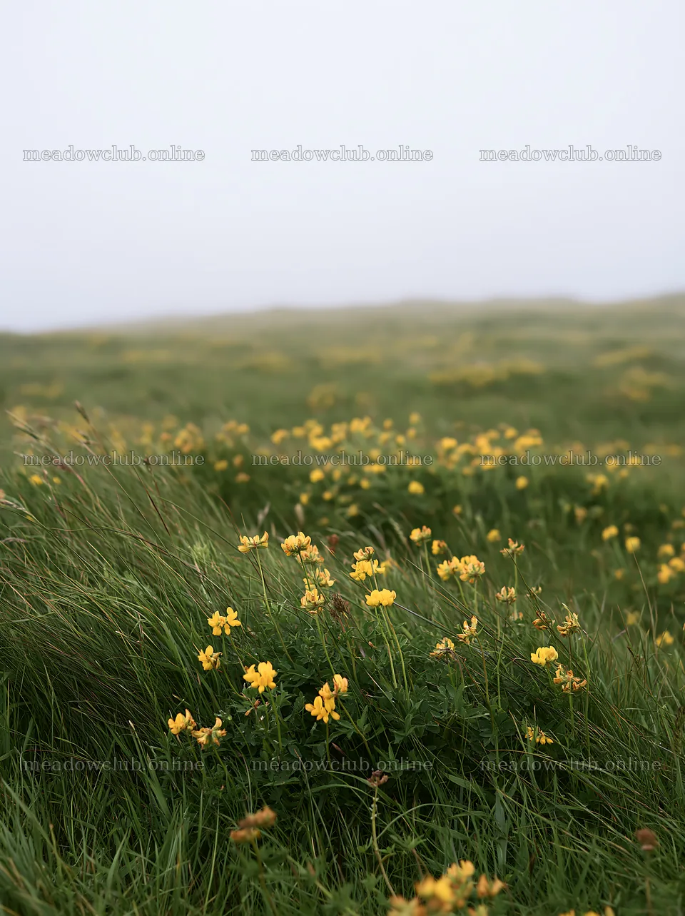 Clifftop meadow with wildflowers in misty weather – meadow photos 6866x9174