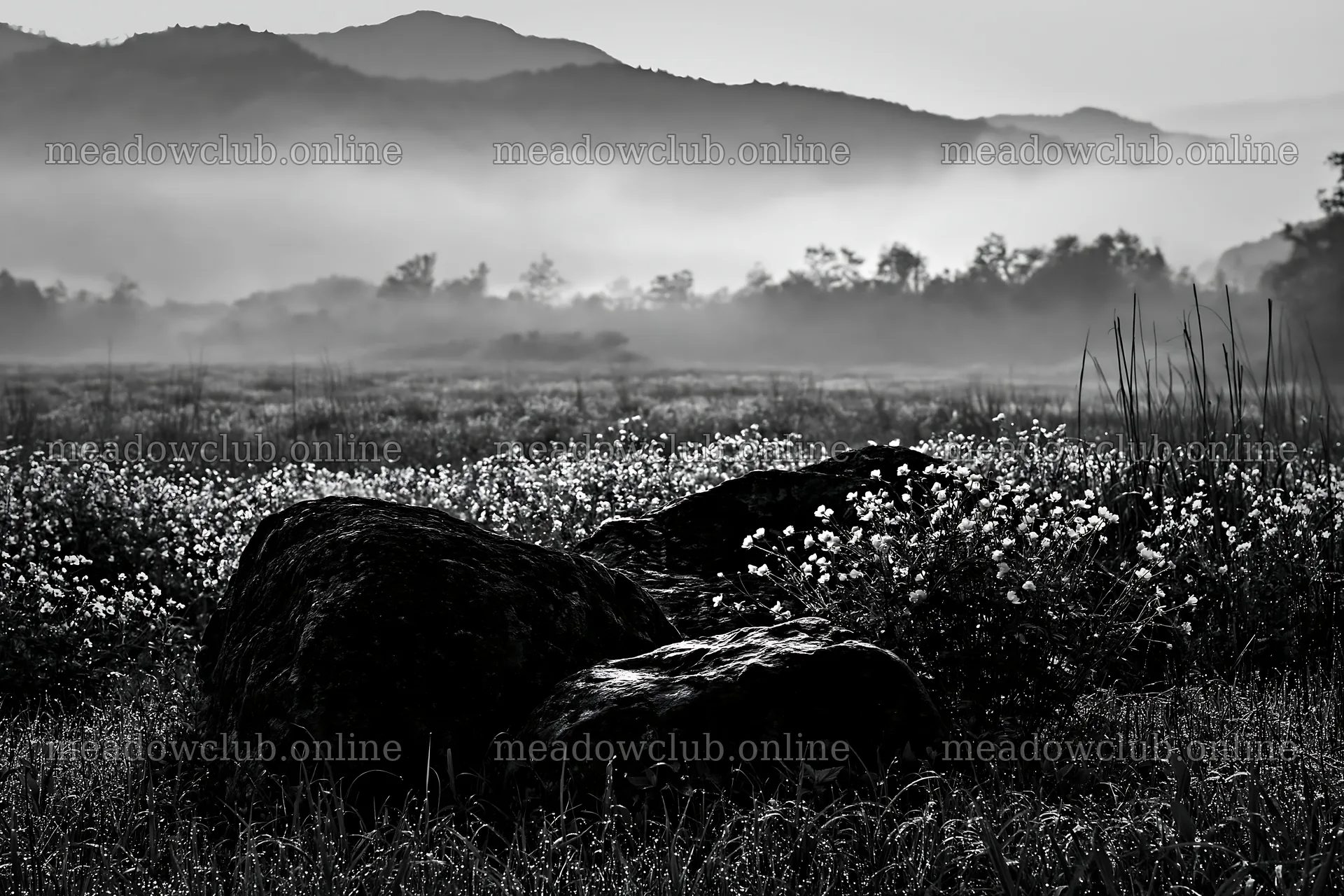 Kyoto spring wildflower meadow stone foreground – meadow photos 9722x6480