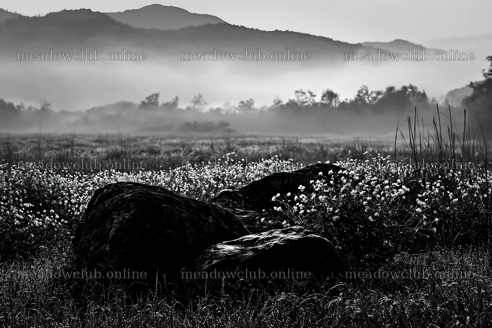 Kyoto spring wildflower meadow stone foreground – meadow photos 9722x6480